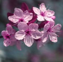 Аромат-отдушка/ Гранат и вишневый цветок, 10 мл, Франция