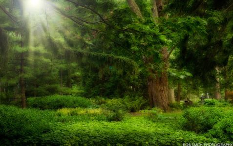 Иллюстрация Аромат-отдушка/ Хвойный лес, 10 мл, Англия