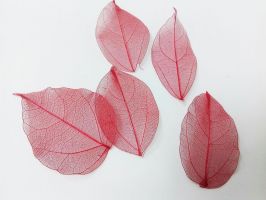 Иллюстрация Листья скелетированные/ Красные, 5 шт, 5-8 см