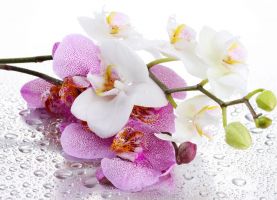 Иллюстрация Аромат-отдушка/ Орхидея и жасмин, 10 мл, Франция