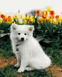 Картина по номерам 40х50 см/ Белый щенок OK 10086 Эксклюзив!!!
