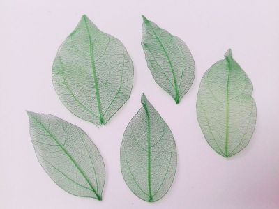 Иллюстрация Листья скелетированные/ Зеленые, 5 шт, 5-8 см