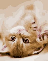 Иллюстрация Картина по номерам 40х50 см/ Игривый котенок OK 10263